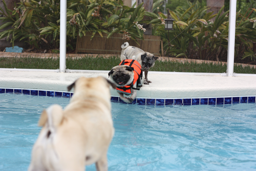 Henry diving into the pool