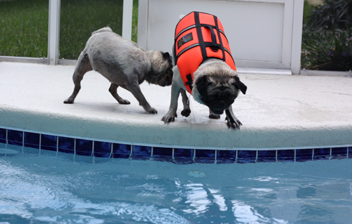 Henry diving into the pool