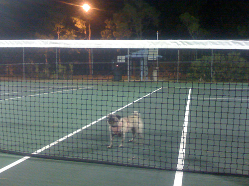 Luna at the tennis courts