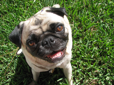 Henry in the yard