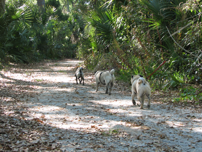 Benjamin, Henry & Luna on the trails