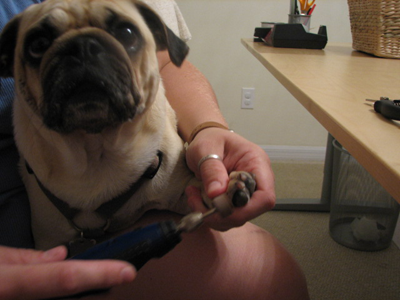 Benjamin getting his toenails clipped