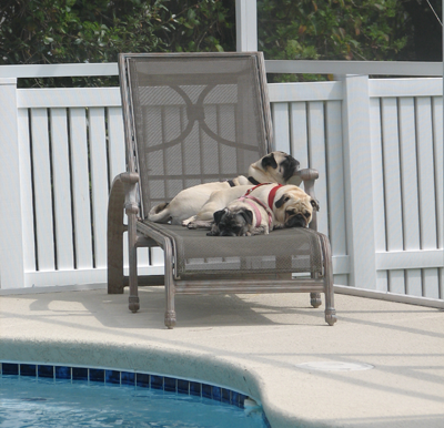 Benjamin, Henry & Luna lounging by the pool