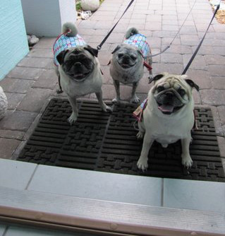 Benjamin, Henry and Luna Trick or Treating