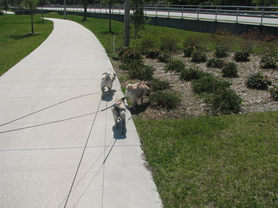 Benny, Henry & Luna on a walk