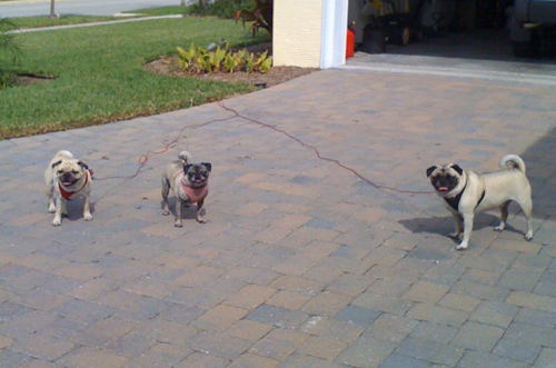 Benjamin, Luna & Henry helping in the garden