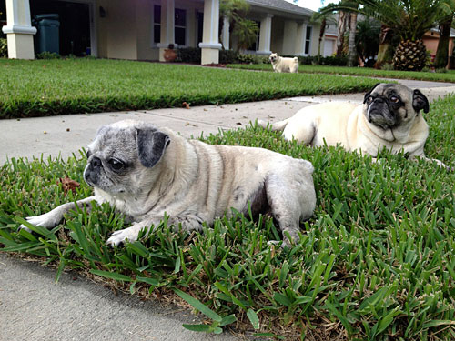 Luna, Henry and Benjamin