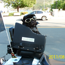 Motorcycle Pug