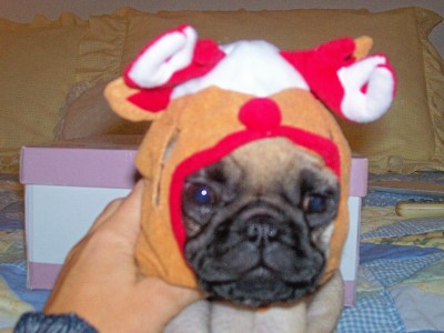 Sass the Pug as Rudolph