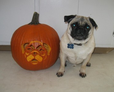 Pug-o-Lantern