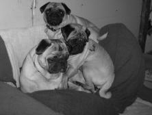 It's a pug pile