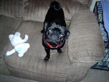 Jake standing on the couch