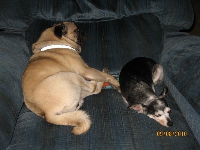 Bugsy and Bell share a chair.