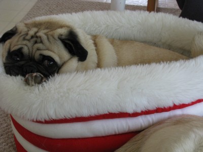 Snug as a Pug in a..