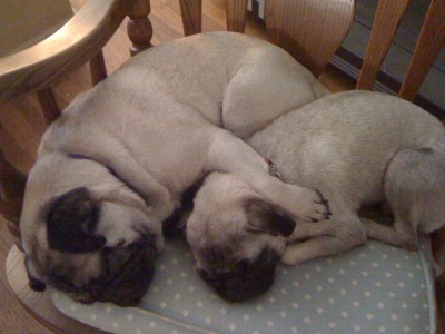 Cuddle Pugs