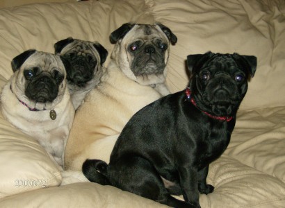 my puggies