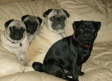 my puggies