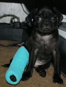 mille broken leg 10 weeks