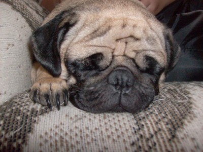 worn out puggie