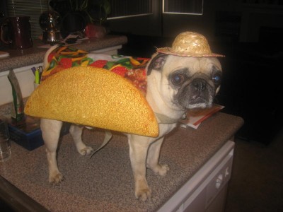 Rosco the Taco