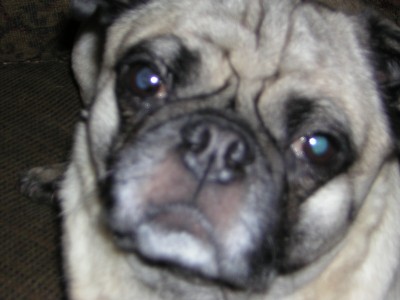 Pugsley