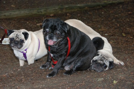 Camping Pugs