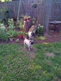 Pugs in the garden