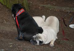 Camping Pugs