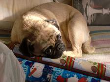 Christmas Pug