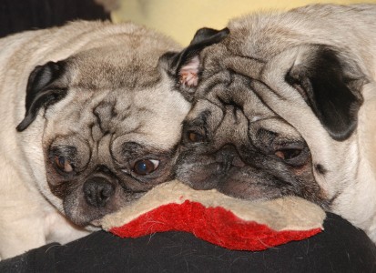 Pugs playing