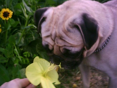 Look mom an new flower!