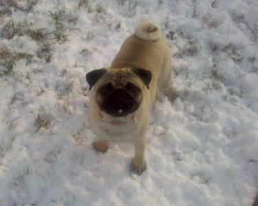 Ziggy loves the snow