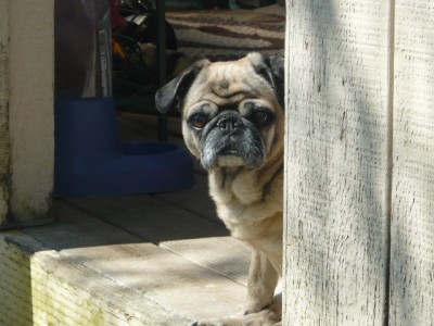 Stella Rae on the lookout.