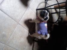 Pug Swimsuit Covergirl