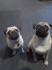 Can you spare some food for a couple of cute pugs?