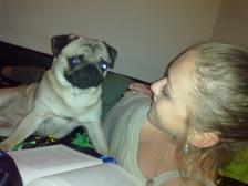 Pug reading