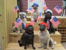 Patriotic Pugs