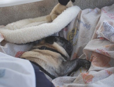 Camping Pug/Bed Hog