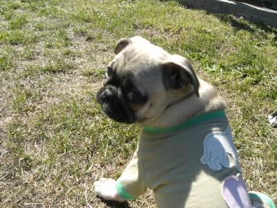 Pugs love to recycle