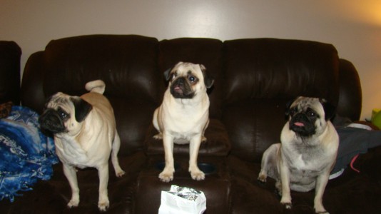 3 little puglets