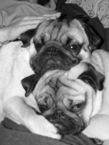 Pugstack