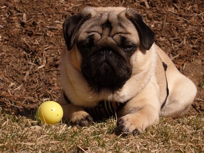 Gus in the yard