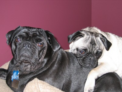 2 pugs