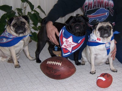 Superbowl Pugs!