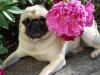 Peony Pug