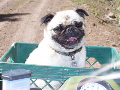 Quad Ridin' Pug