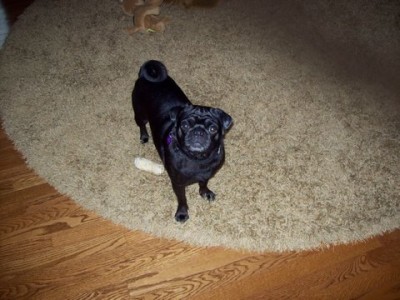 CoCo at Grandma & Grandpa's