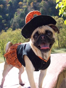 Raisin the Pug Witch