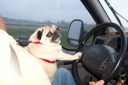 daphnie help drive