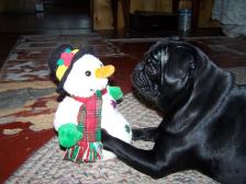 Pug Christmas